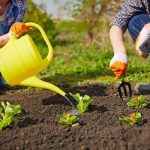 Leek Garden- The Useful Blog for Gardener