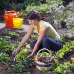 Leek Garden- The Useful Blog for Gardener1