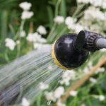 How to remove fleas in your garden2