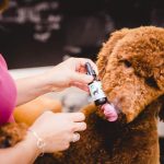 4 Things to Know Before Buying CBD Oil for Your Dog1