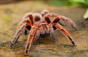 What You Should Know About Spiders