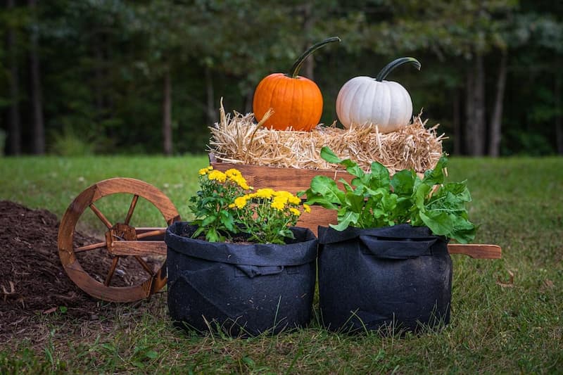 The Best Choice for Container Gardening: An Intro to Grow Bags