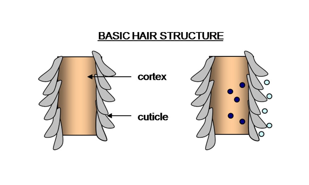 A Brief Guide to The Biology of Your Hair System - Sharing knowledge